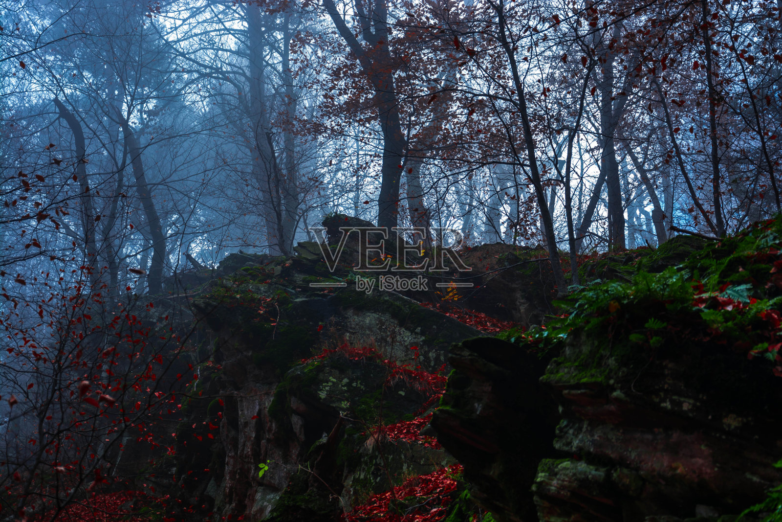 秋天森林里的雾照片摄影图片