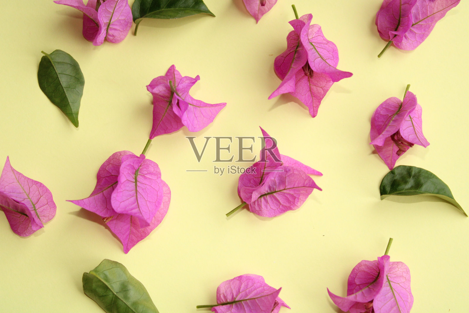 图案与粉红色的花花瓣在浅黄色的背景照片摄影图片