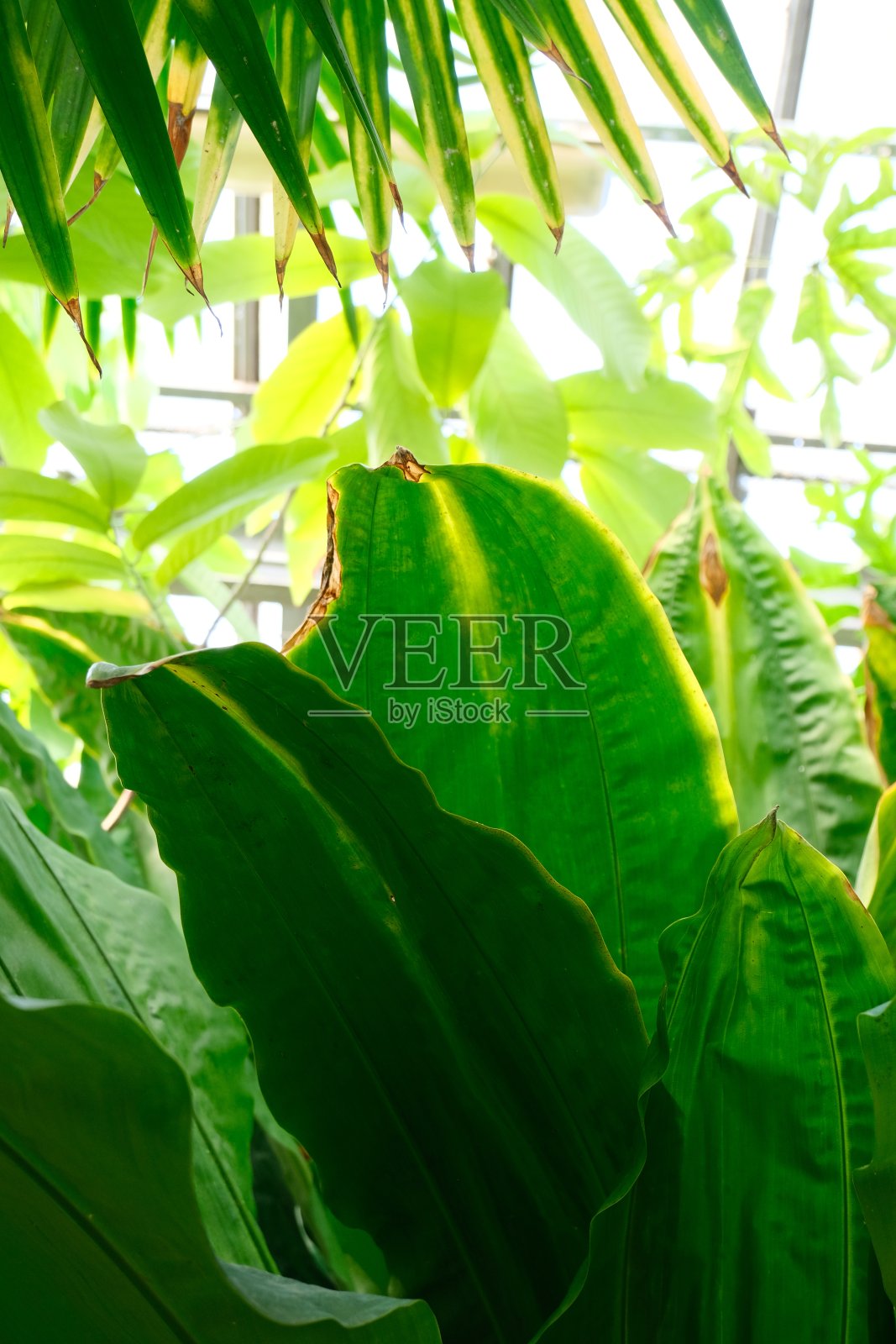 香蕉植物照片摄影图片