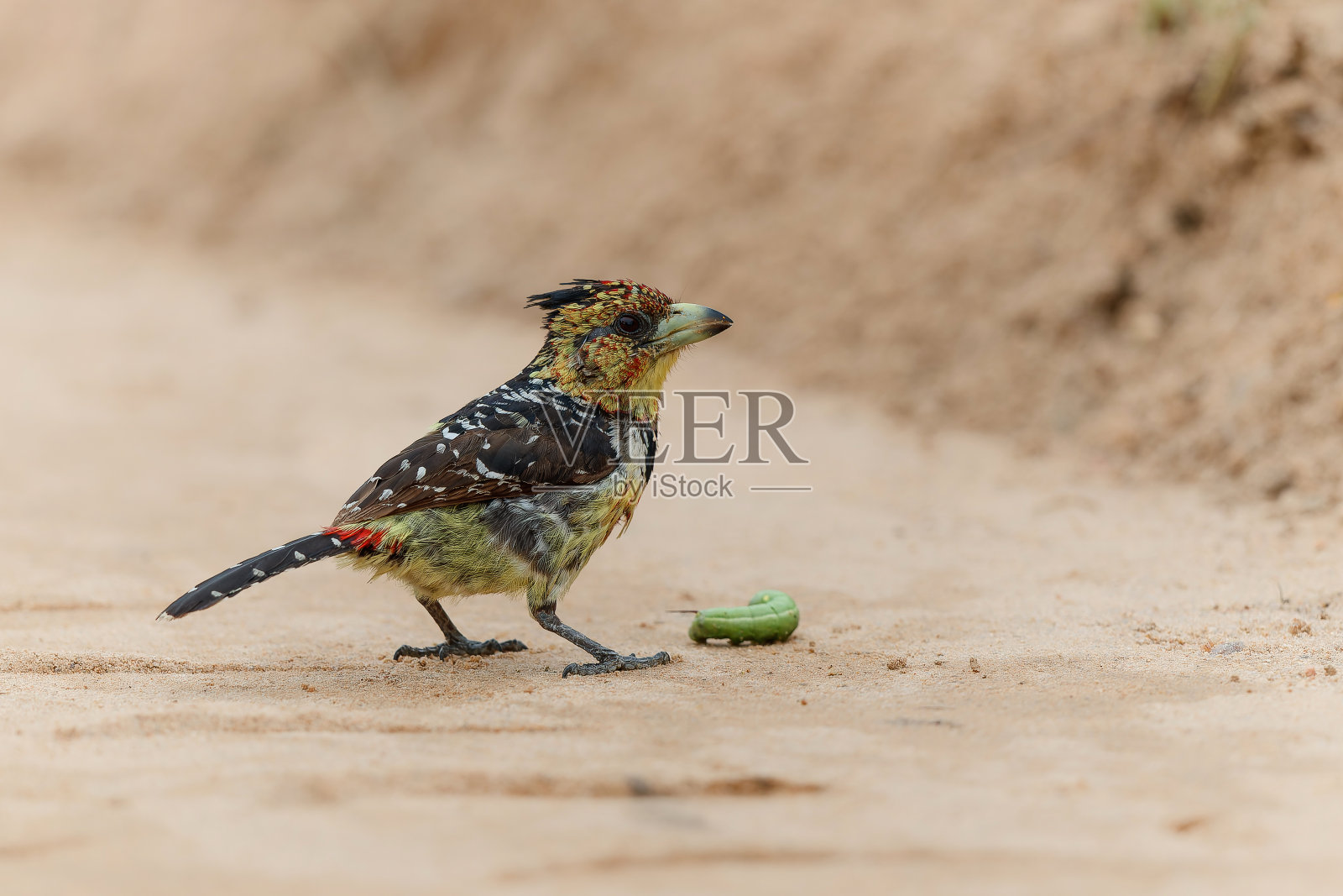 有冠毛的Barbet和一个猎物照片摄影图片