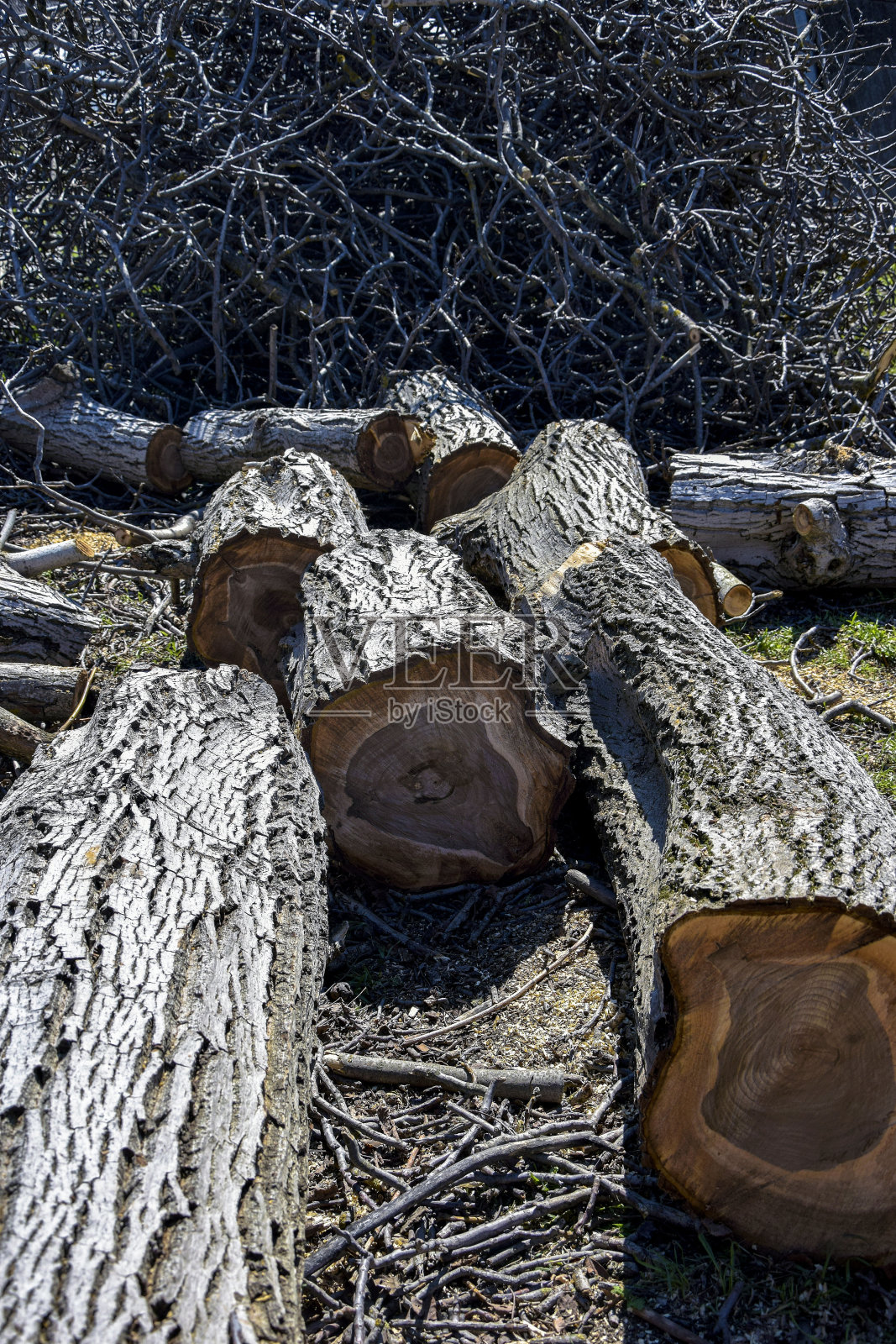 老核桃树的树干，锯成碎片。年轮大的原木被倒在地上，背景是一堆小树枝。特写镜头。有选择性的重点。照片摄影图片
