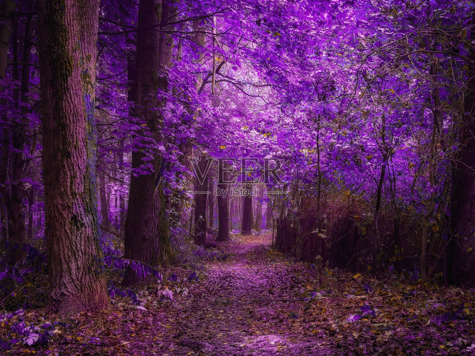 多雾的梦幻的风景。幻想森林在清晨。照片摄影图片