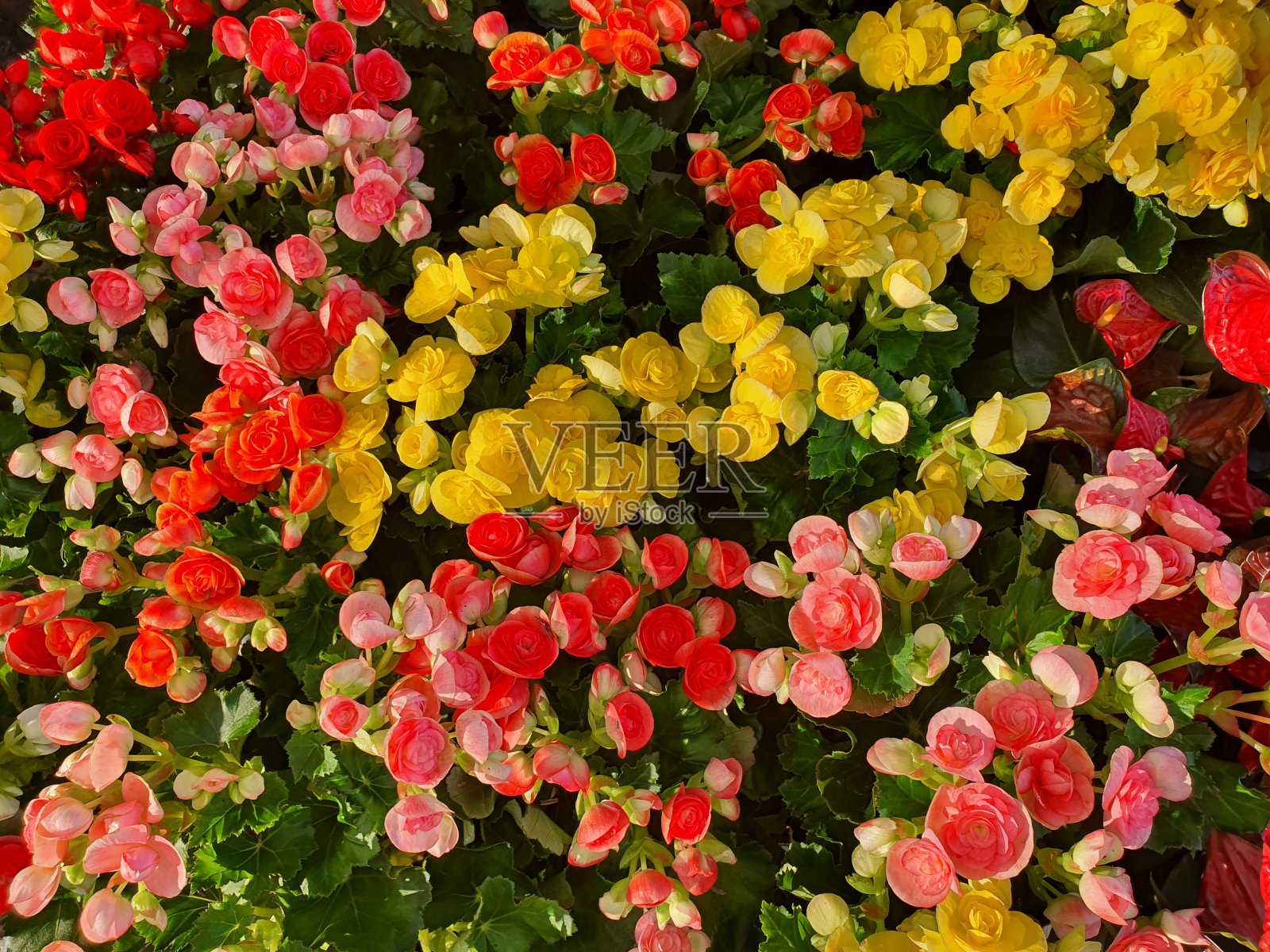 海棠肉质植物地下茎。有色彩鲜艳的叶子，叶子上有丝绒般的绒毛。它通常作为一种观赏植物生长。照片摄影图片