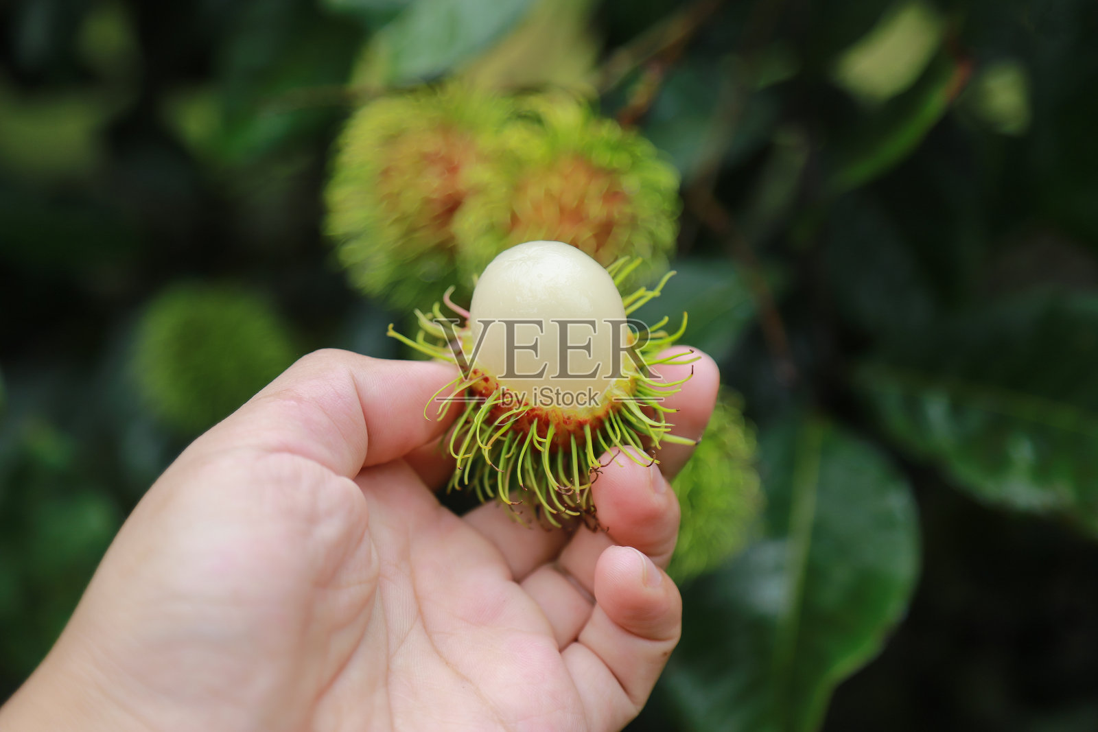 有机红毛丹取材于热带季节当地水果农场新鲜多汁食物照片摄影图片