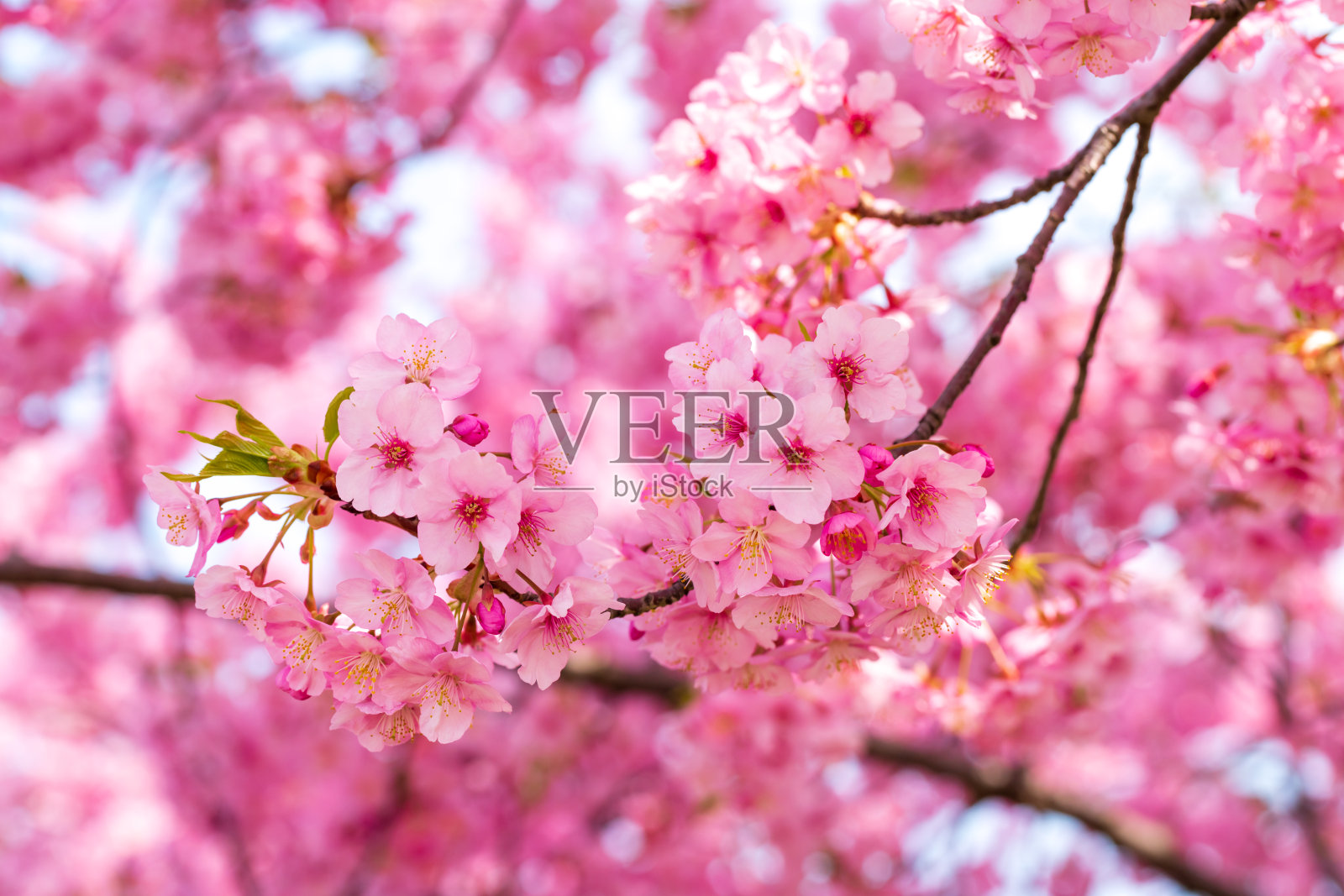 日本的樱花。Kawazu-zakura照片摄影图片