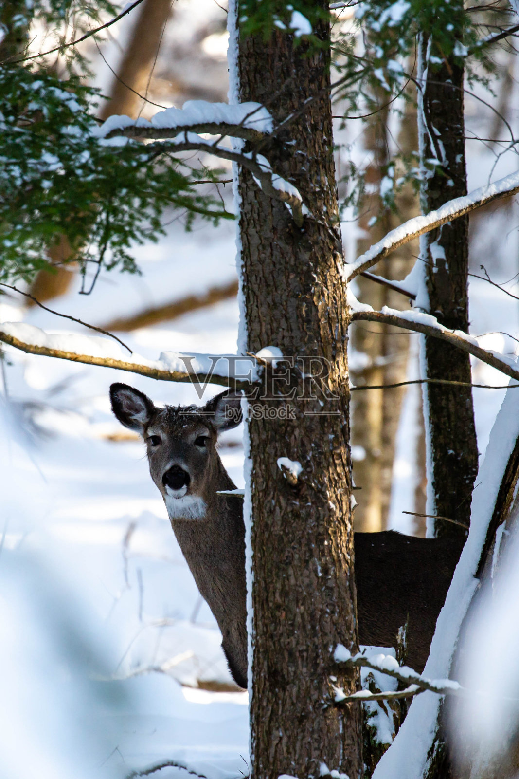 白尾鹿(virginianus odocoileus virginianus)站在威斯康星州白雪覆盖的森林中照片摄影图片