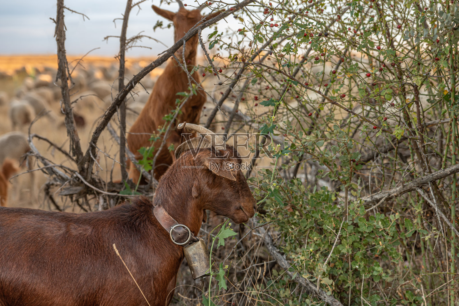山羊在田野里和绵羊在一起照片摄影图片