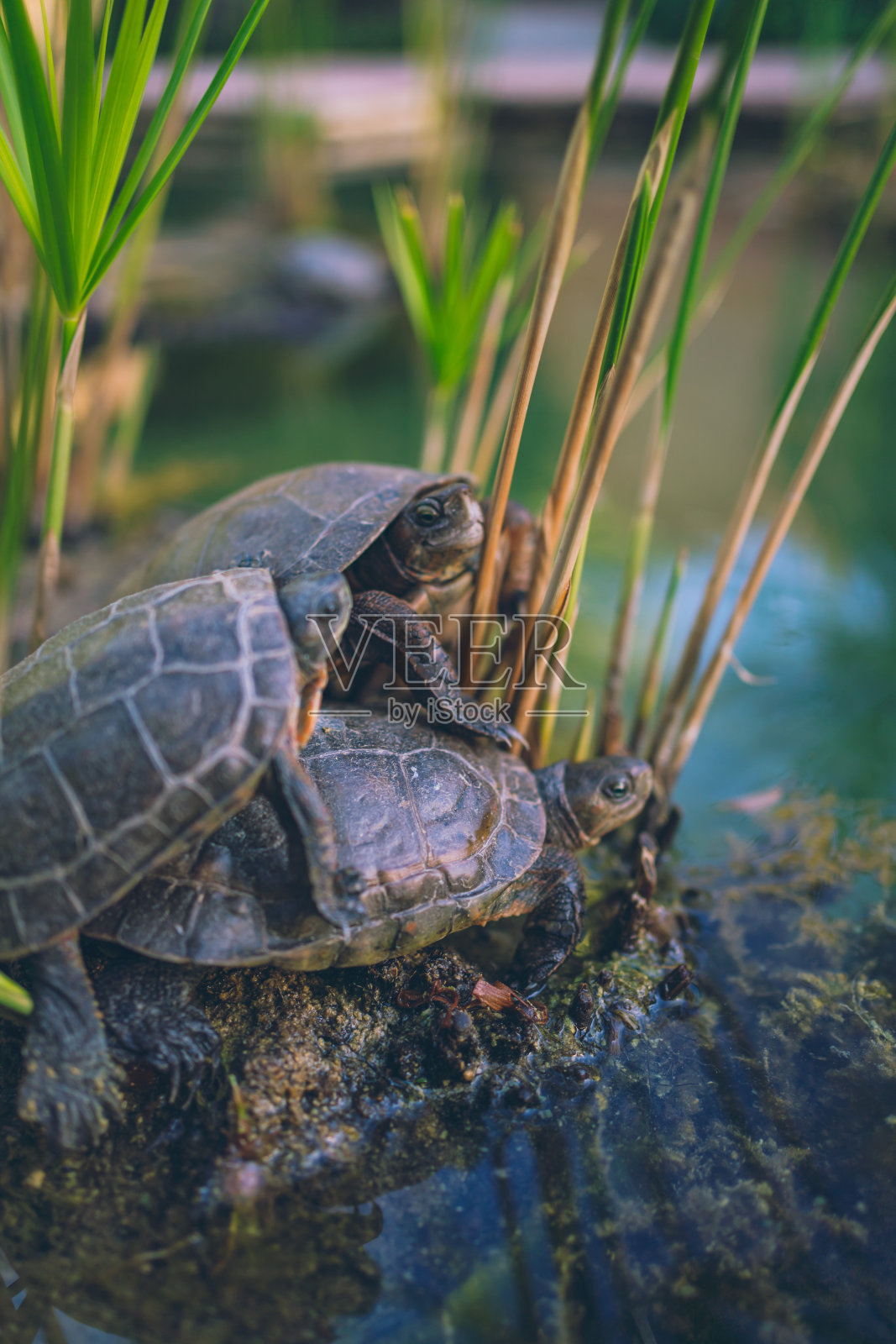 龟(麻疯毛)，在池塘里交配照片摄影图片