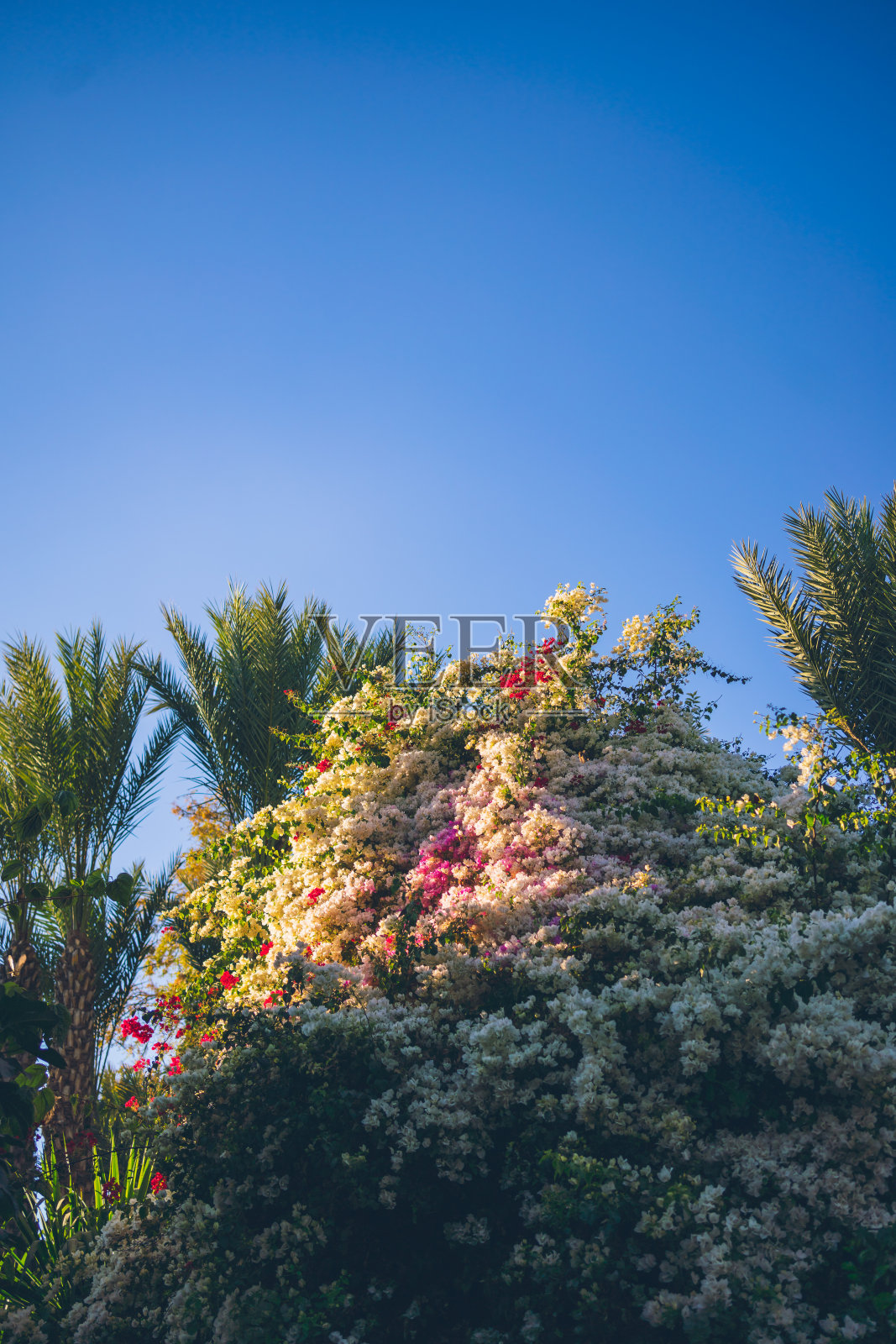 九重葛天上的棕榈树照片摄影图片