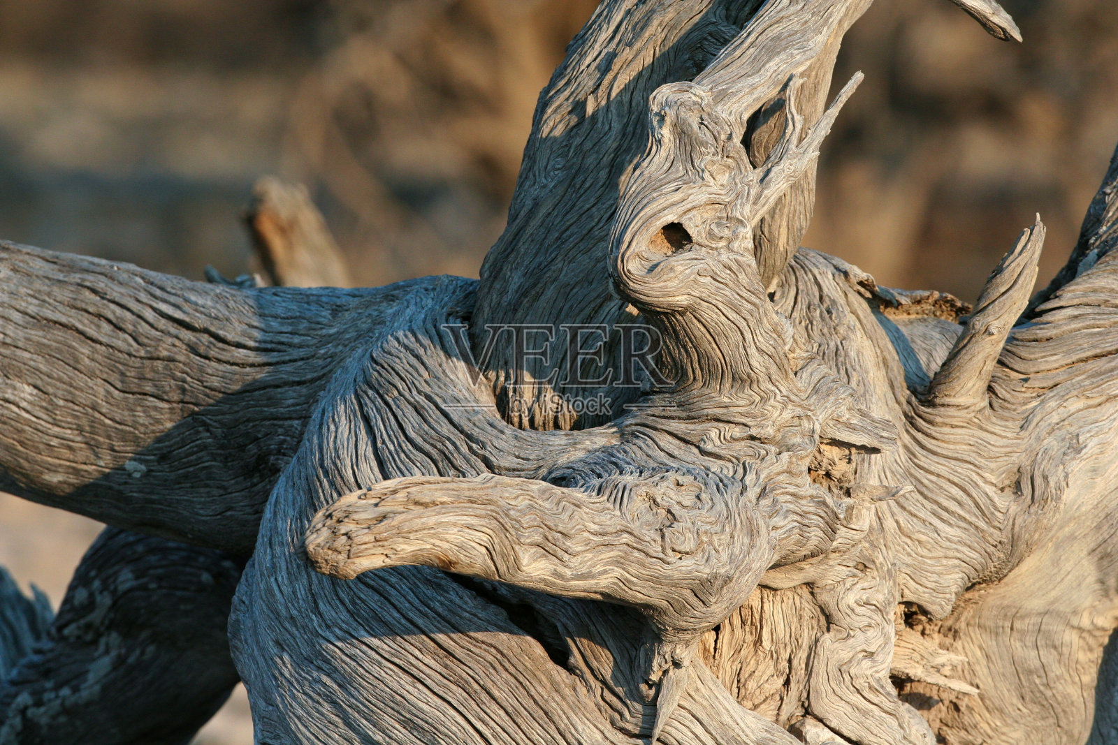 漂流木照片摄影图片