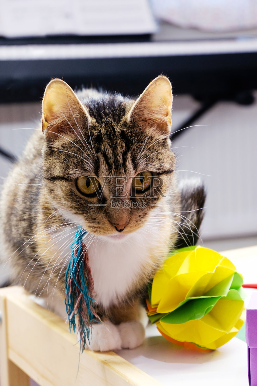 一只家猫坐在桌子边上，旁边是自制的纸圣诞装饰品。照片摄影图片