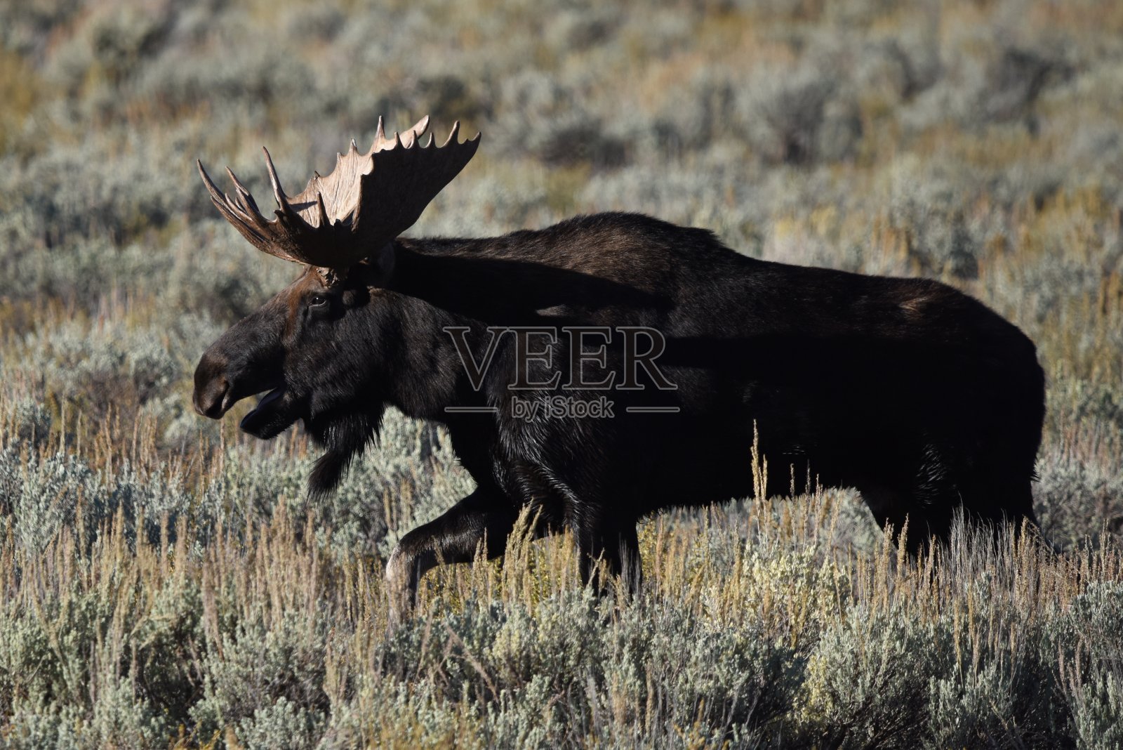 公麋照片摄影图片