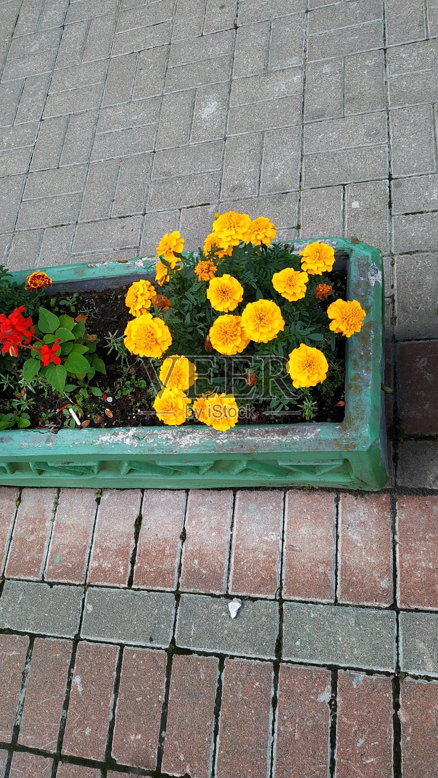 在城市花坛种不同的花照片摄影图片