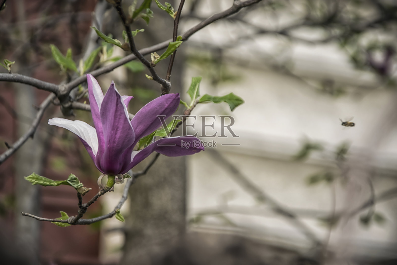 紫玉兰盛开照片摄影图片