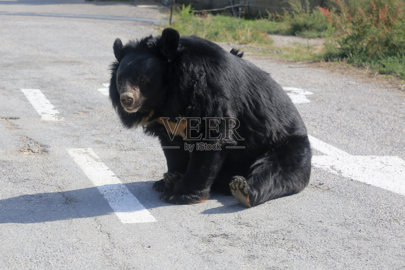 黑熊照片摄影图片
