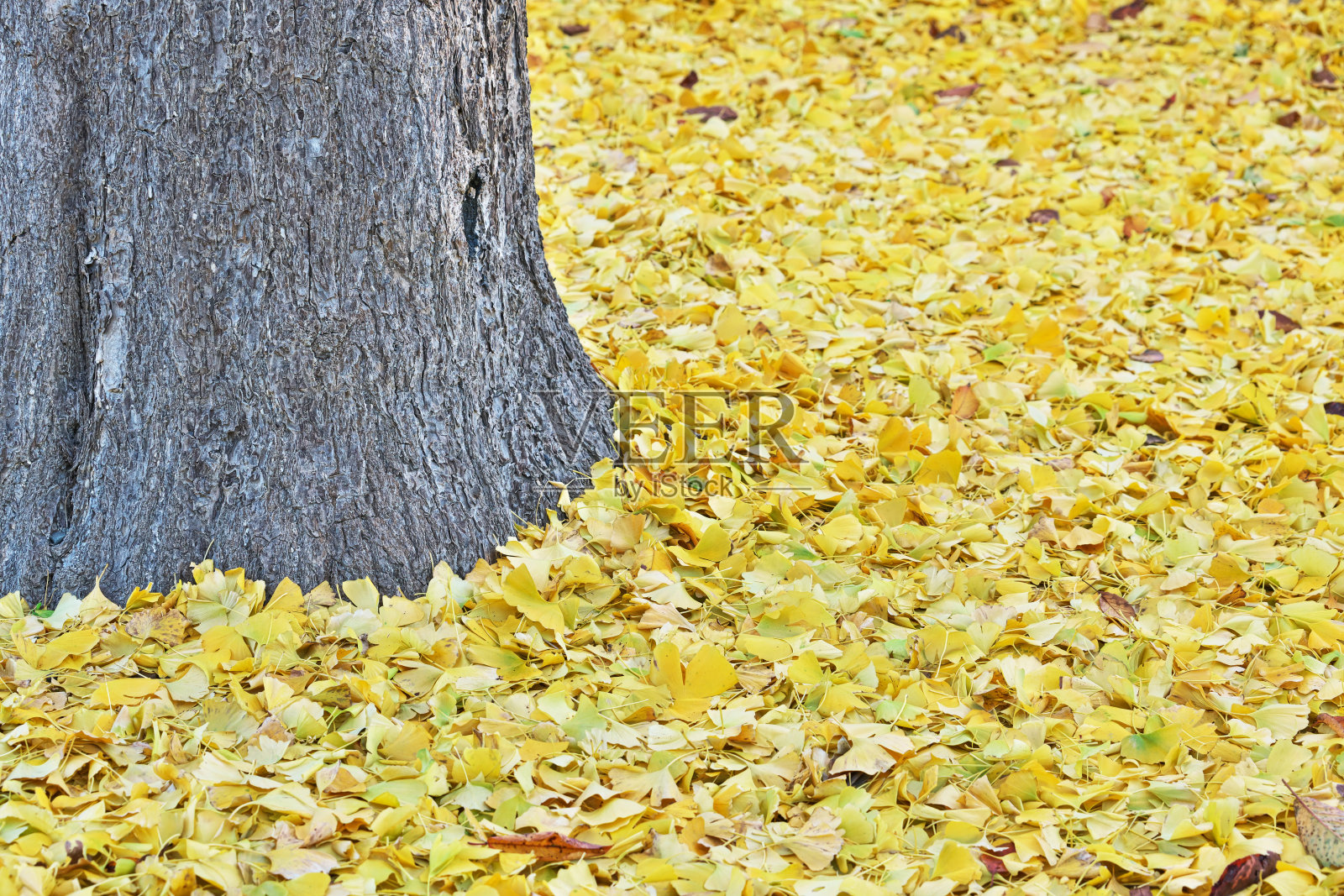 银杏照片摄影图片