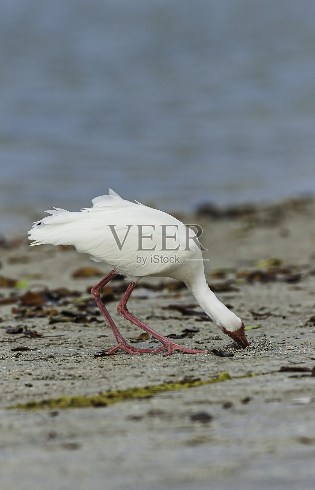 美国白鹮，白鹮，丁达林国家野生动物保护区，佛罗里达萨尼贝尔岛照片摄影图片