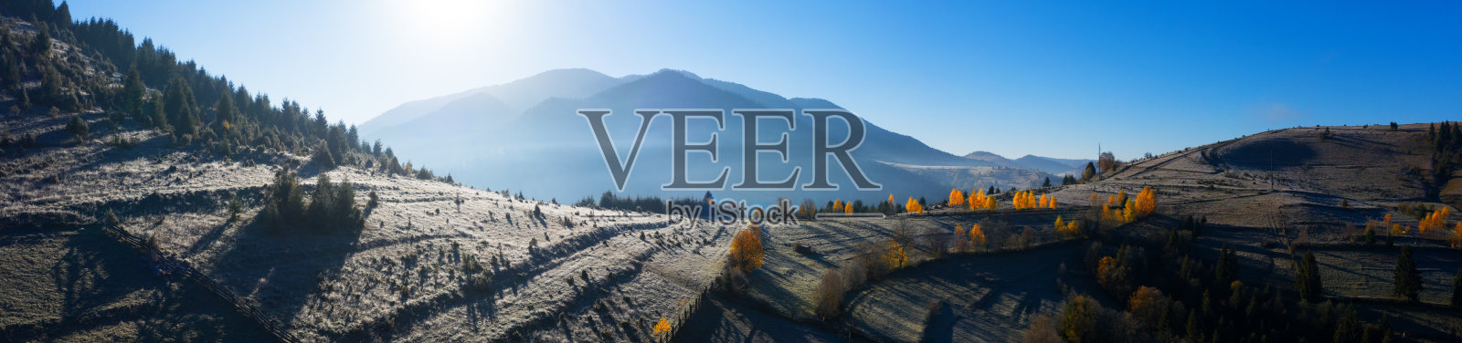 拂晓的秋林，云低。照片摄影图片