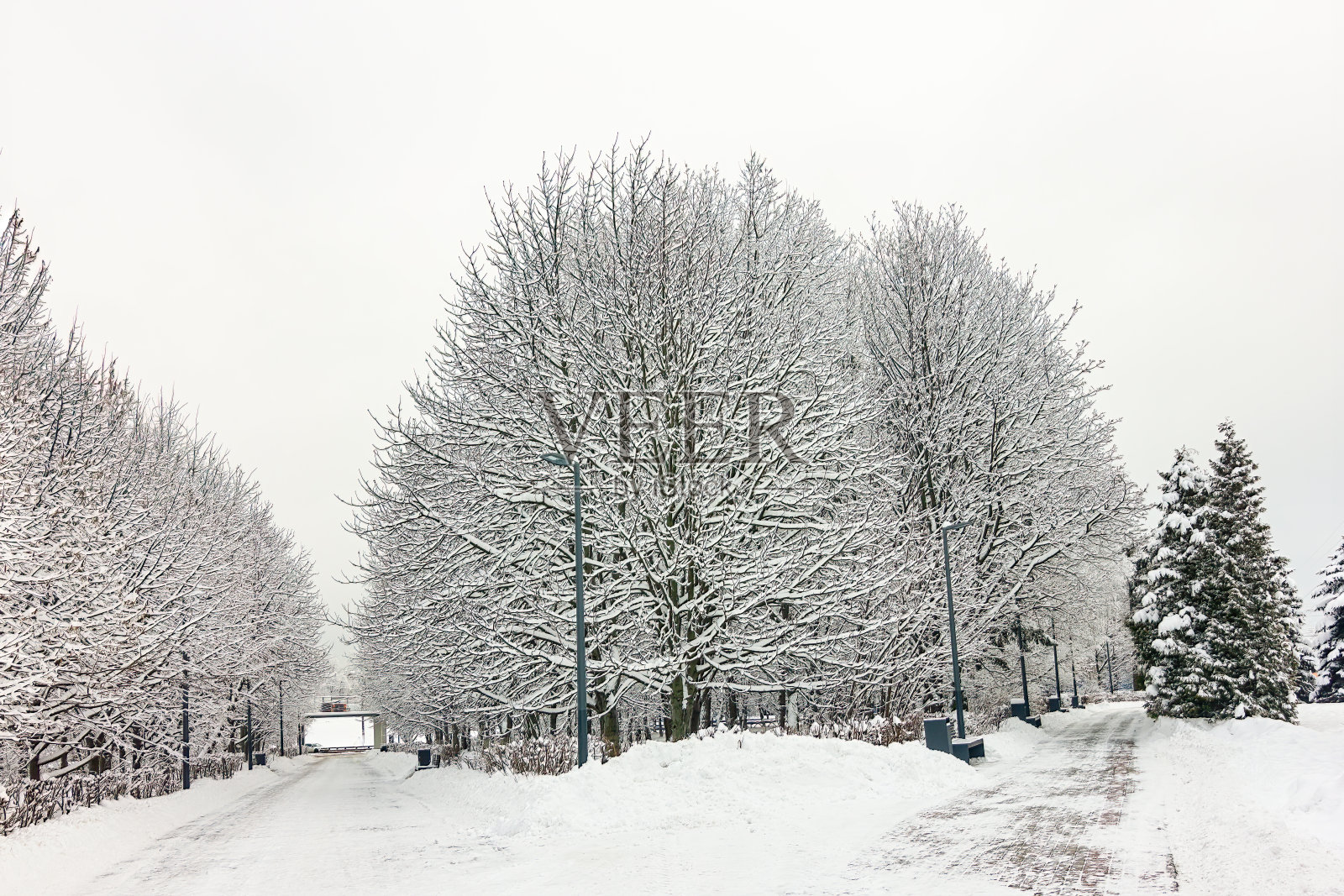 公园里的冬季景观，五颜六色的树木和大量的雪照片摄影图片