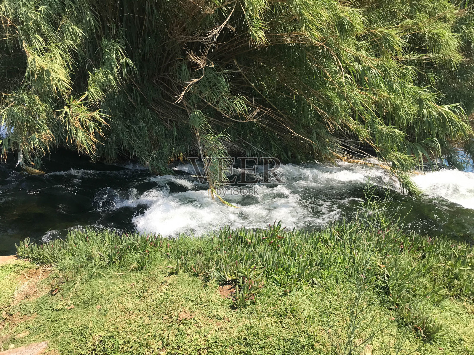 平静的绿洲，小潺潺的小溪在塞德堡荒野，南非。小溪或清澈的水和绿色的叶子照片摄影图片