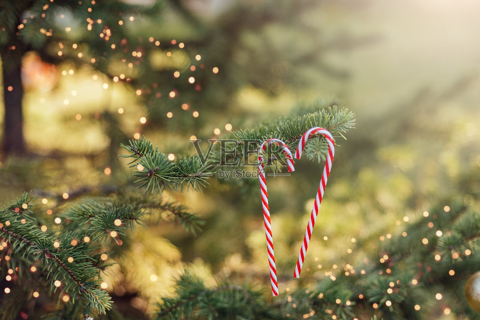 装饰松树公园的圣诞树。圣诞快乐。新年贺卡。照片摄影图片