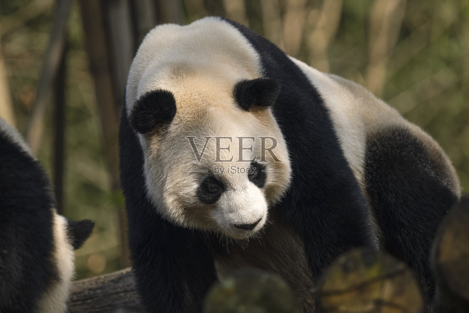 两只大熊在成都玩耍照片摄影图片