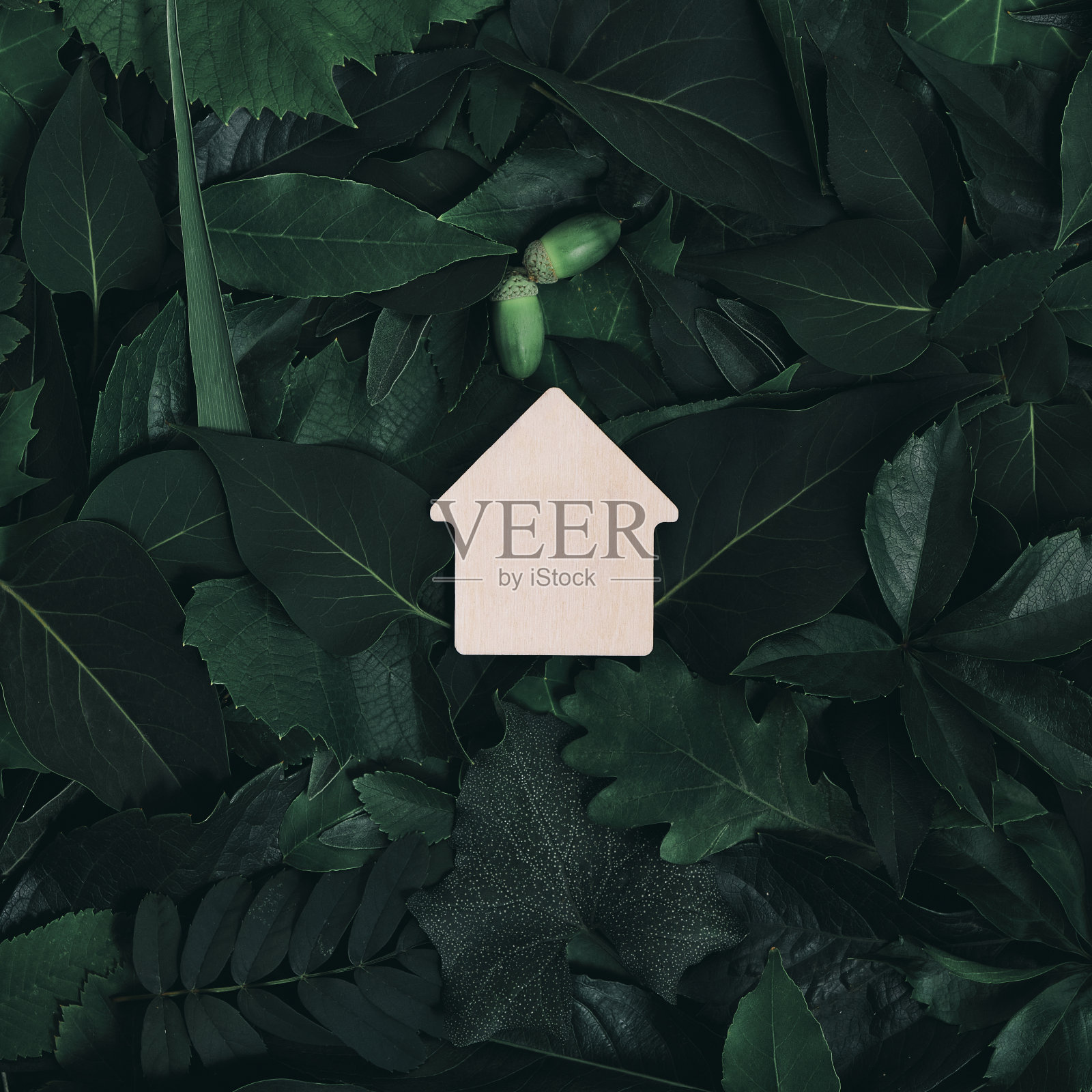 创意的背景是位于浓密不同绿色树叶之间的房子。生活在大自然。照片摄影图片