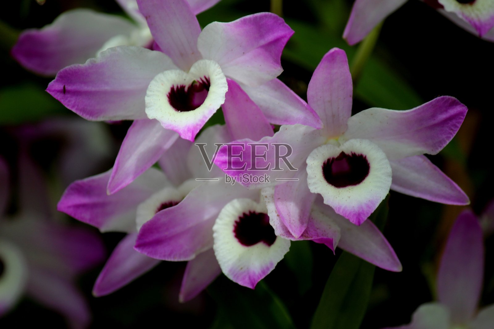 兰花植物-娃娃眼-石斛兰照片摄影图片