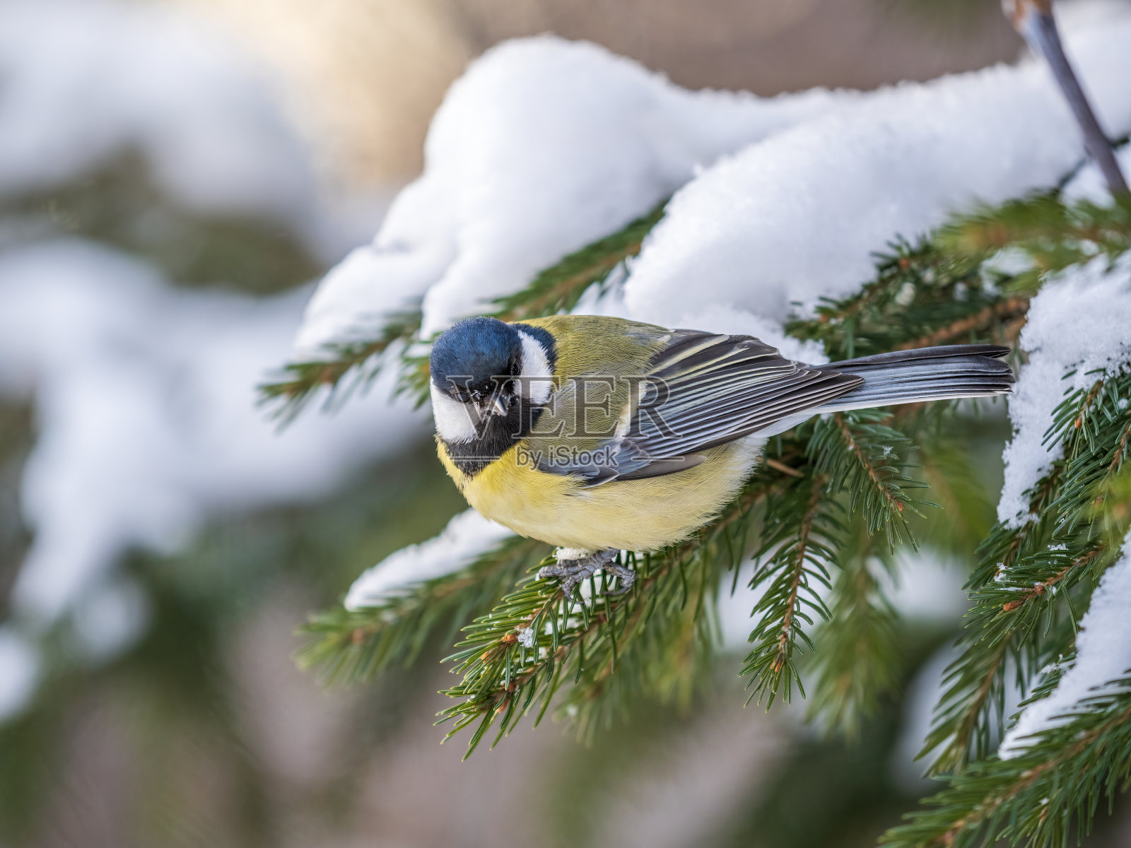 可爱的鸟大山雀，鸣禽坐在冬天有雪的杉树枝上照片摄影图片