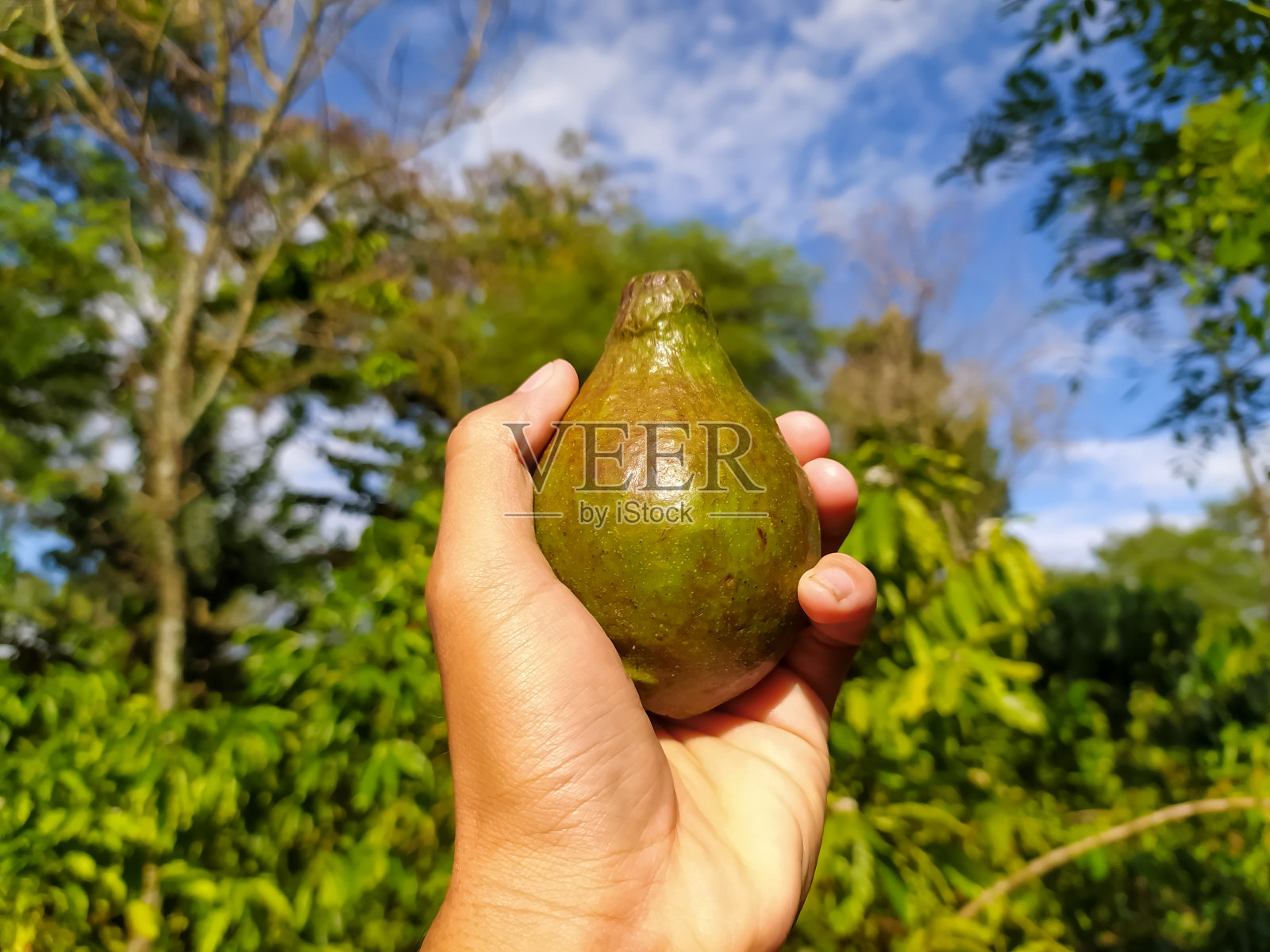 手拿鳄梨在绿色植物背景上照片摄影图片