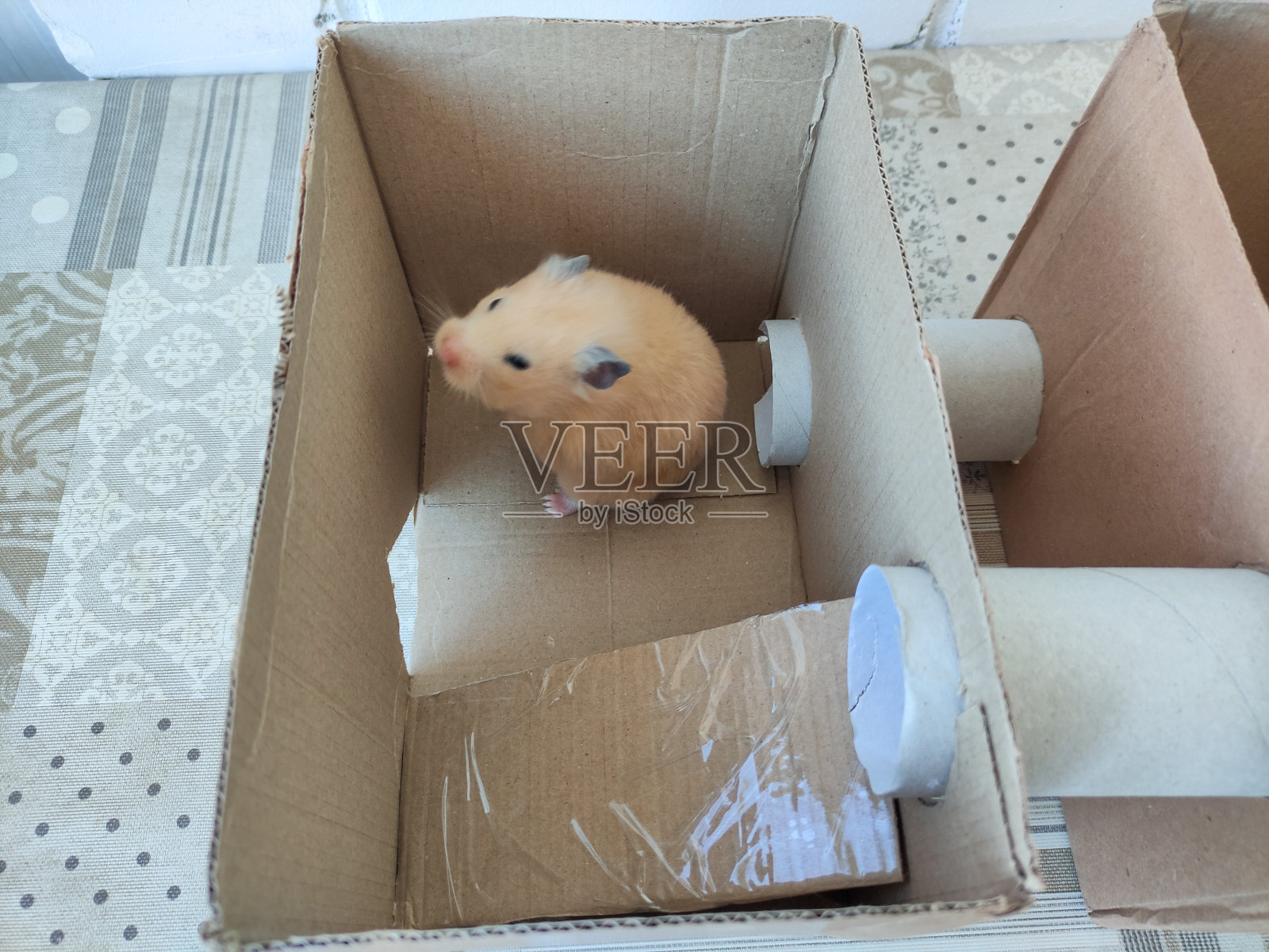 在自制纸板房子里的仓鼠照片摄影图片