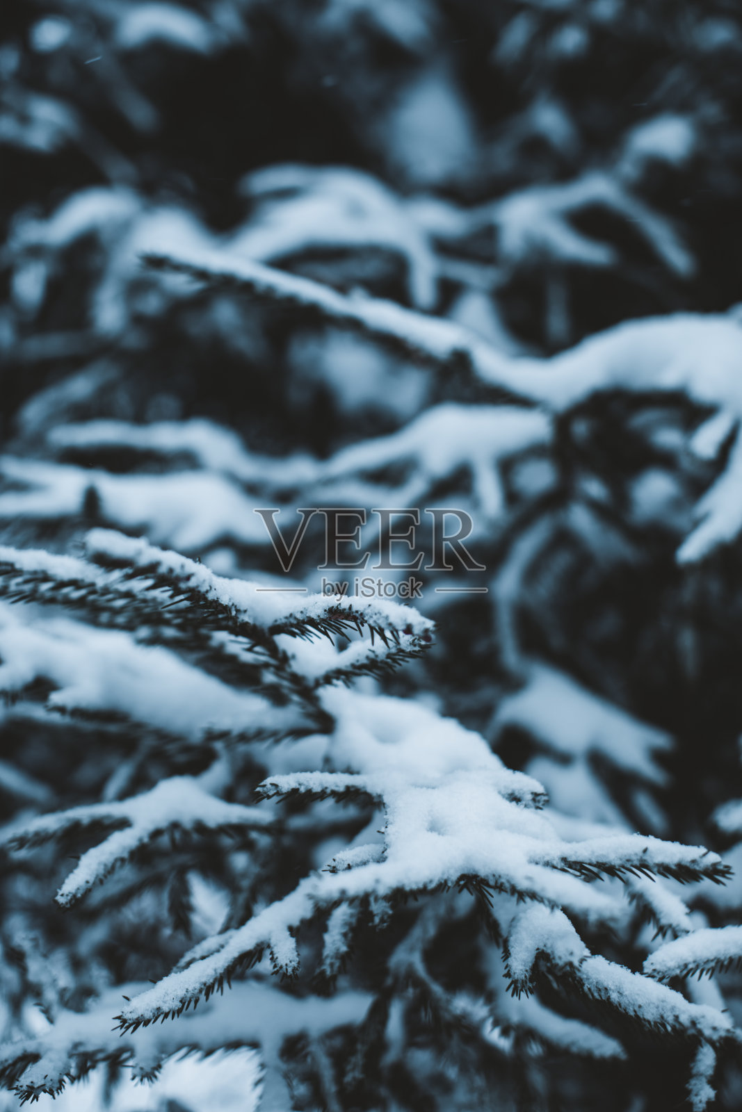 冬天，森林里绿色的冷杉树枝上覆盖着白色蓬松的雪。照片摄影图片