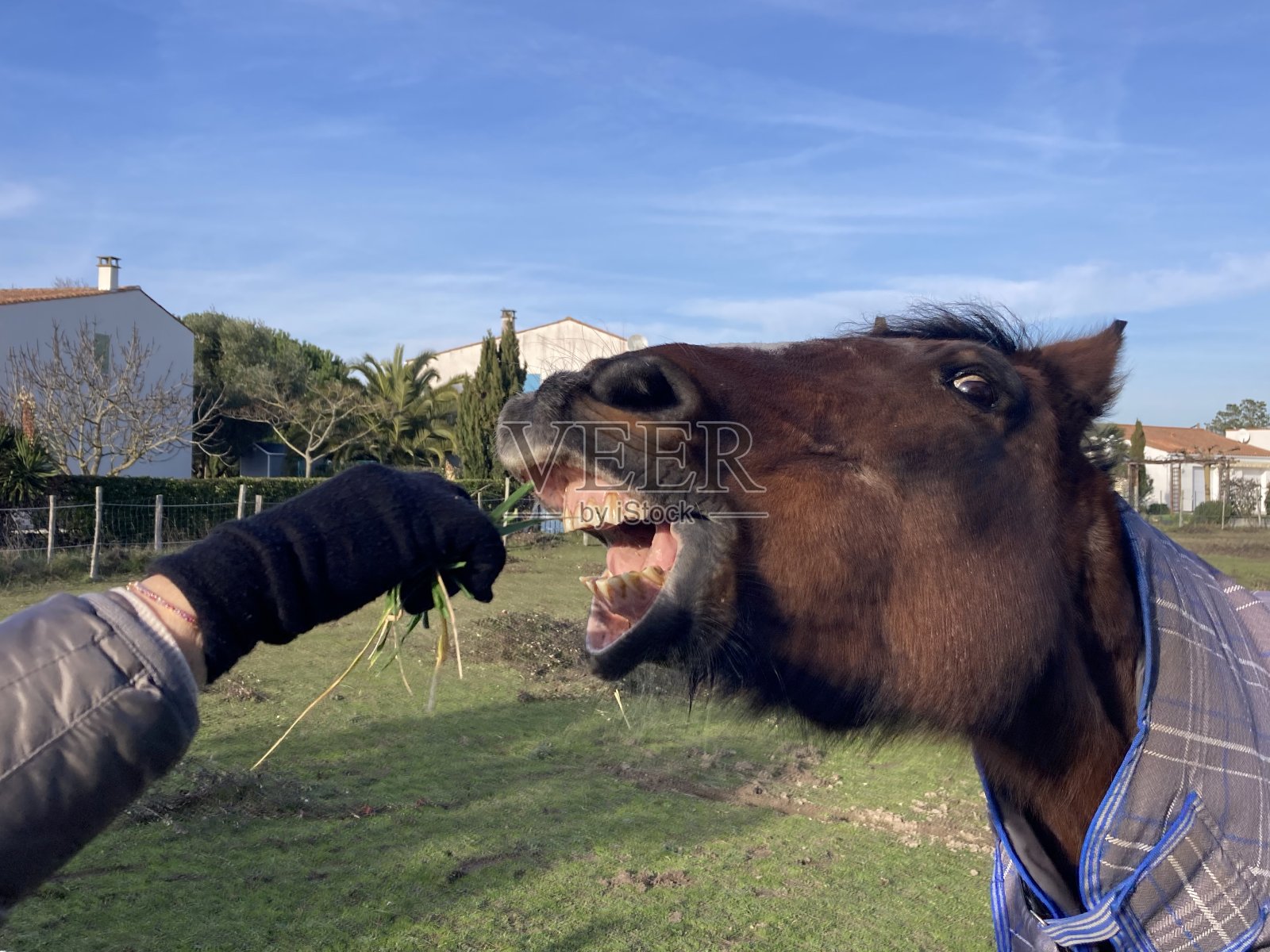 微笑的马照片摄影图片