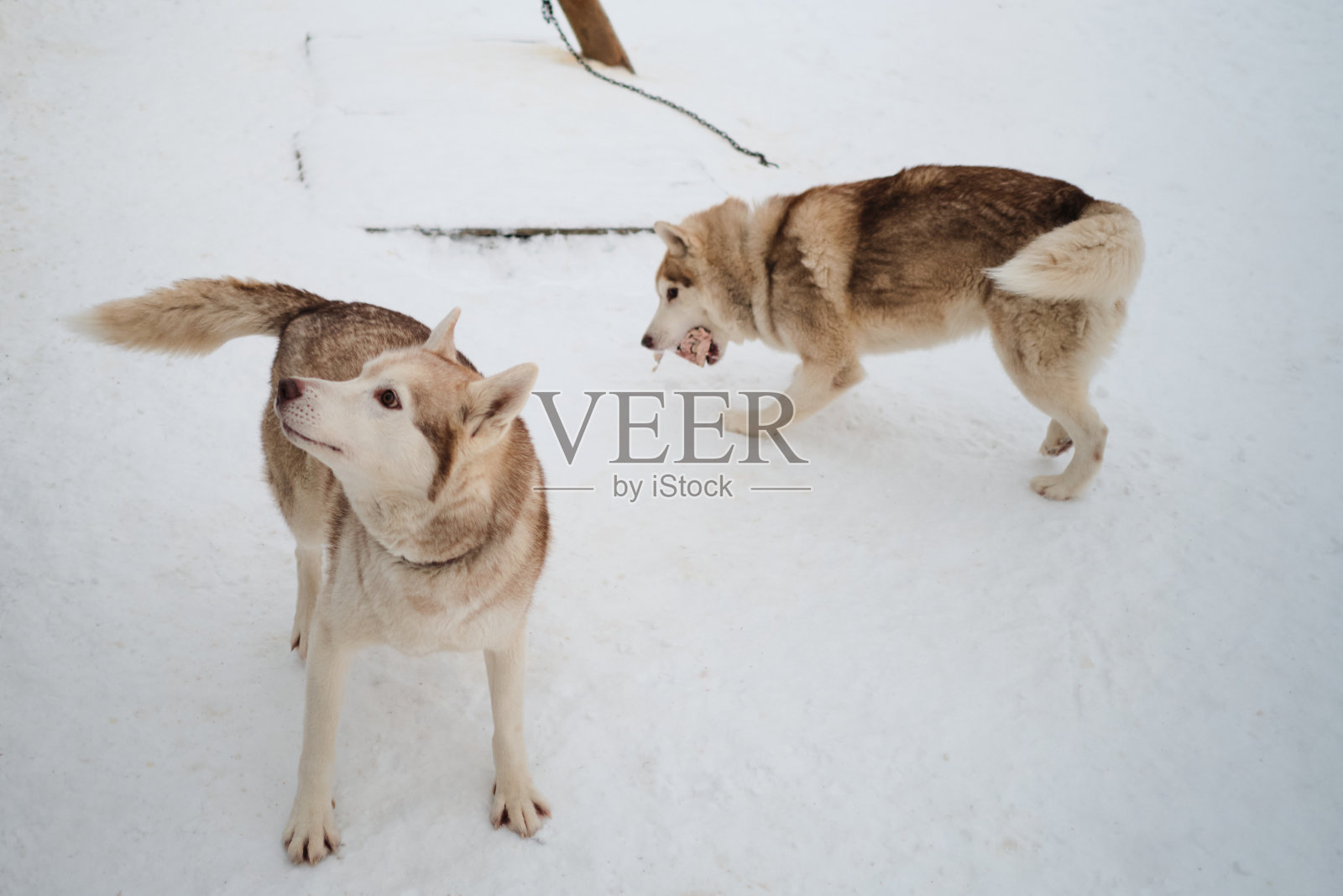 冬天北方雪橇犬的窝。红色的西伯利亚雪橇犬。两个同志，一个在吃肉，另一个在等他的那份，却把目光移开了。照片摄影图片