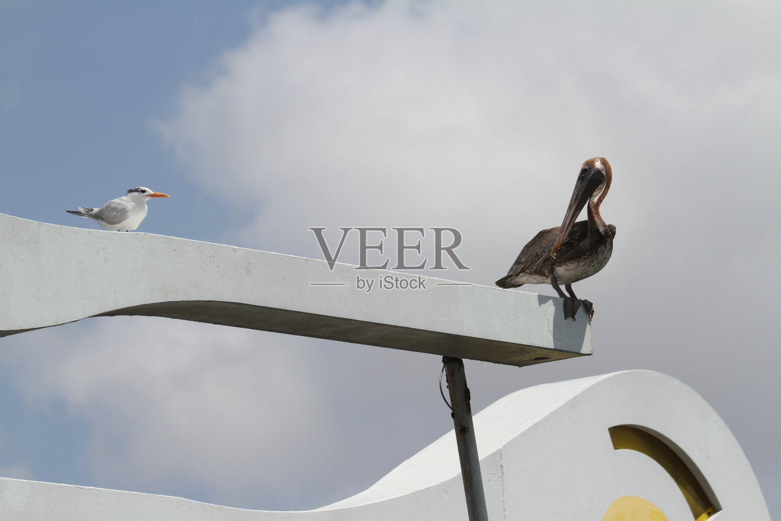 栖息在陆地上的鹈鹕照片摄影图片