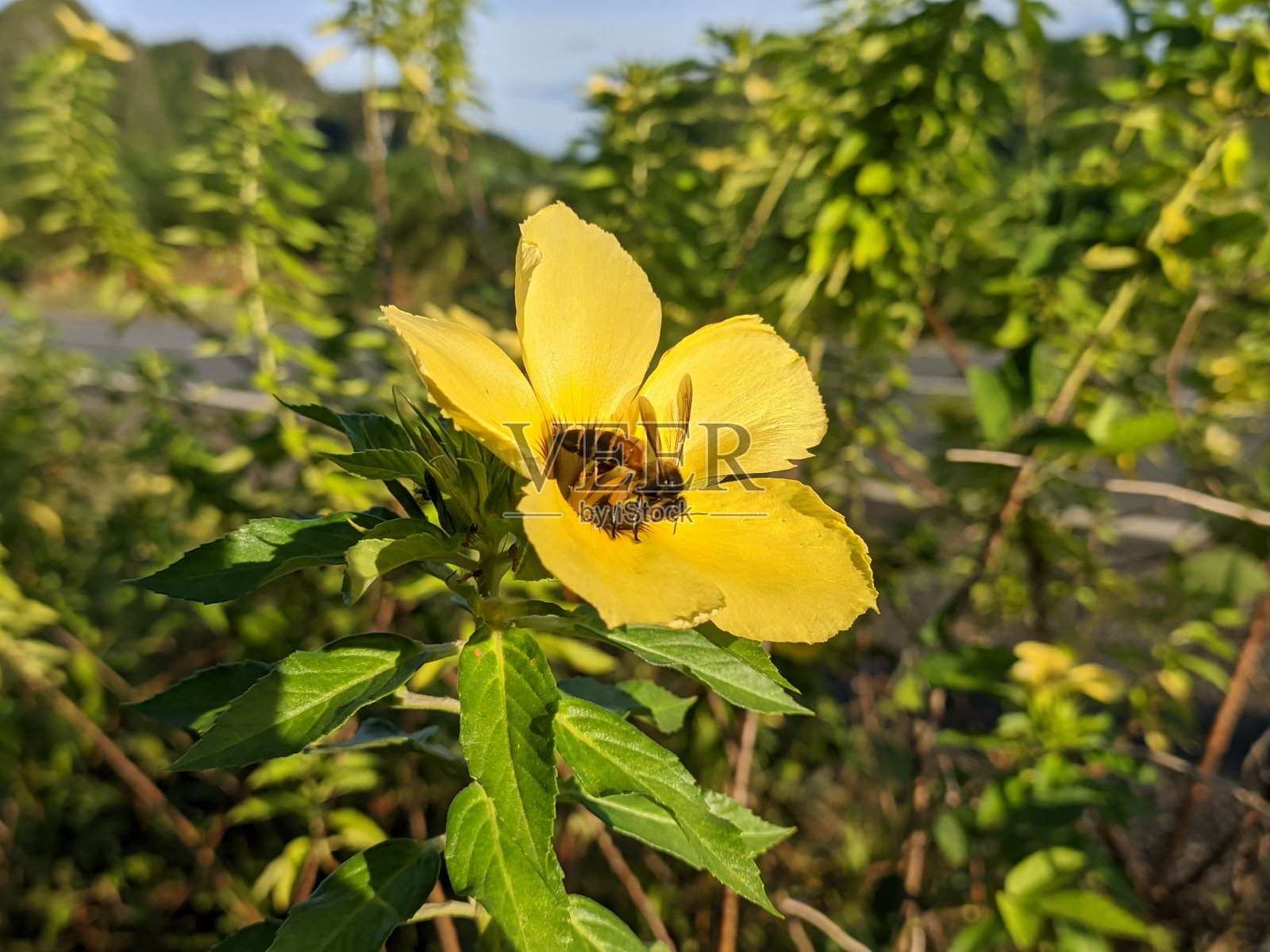蜜蜂在damiana花上觅食照片摄影图片