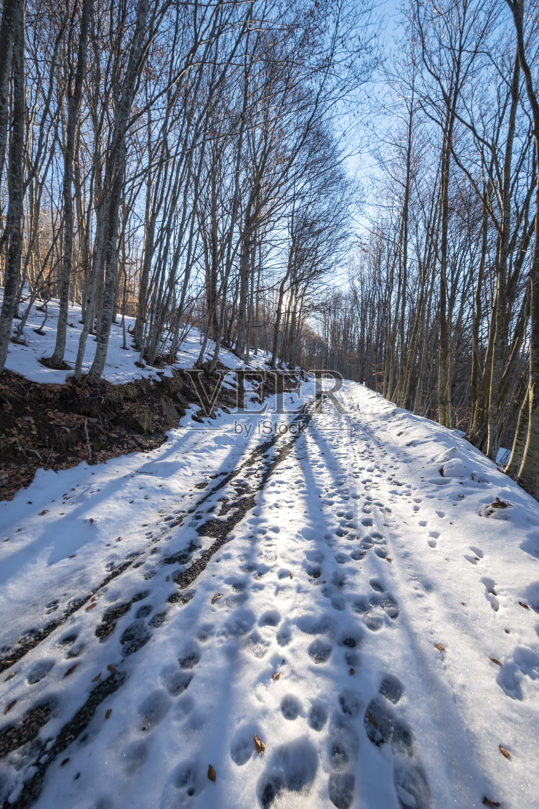 冬天下雪的森林。彩色图像照片摄影图片