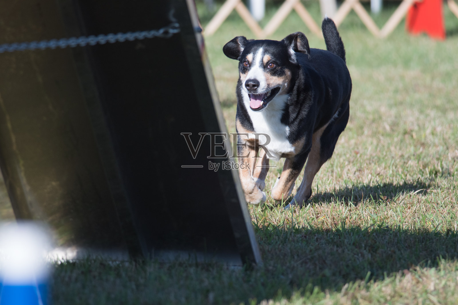 恩特勒布彻山地犬敏捷奔跑照片摄影图片