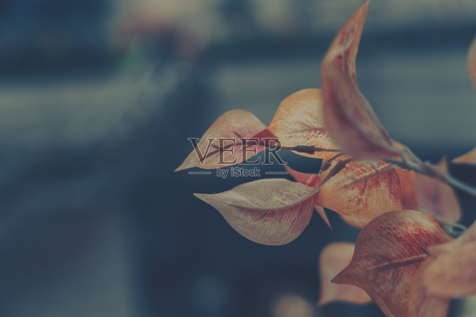 圣诞装饰;圣诞气氛的背景照片摄影图片