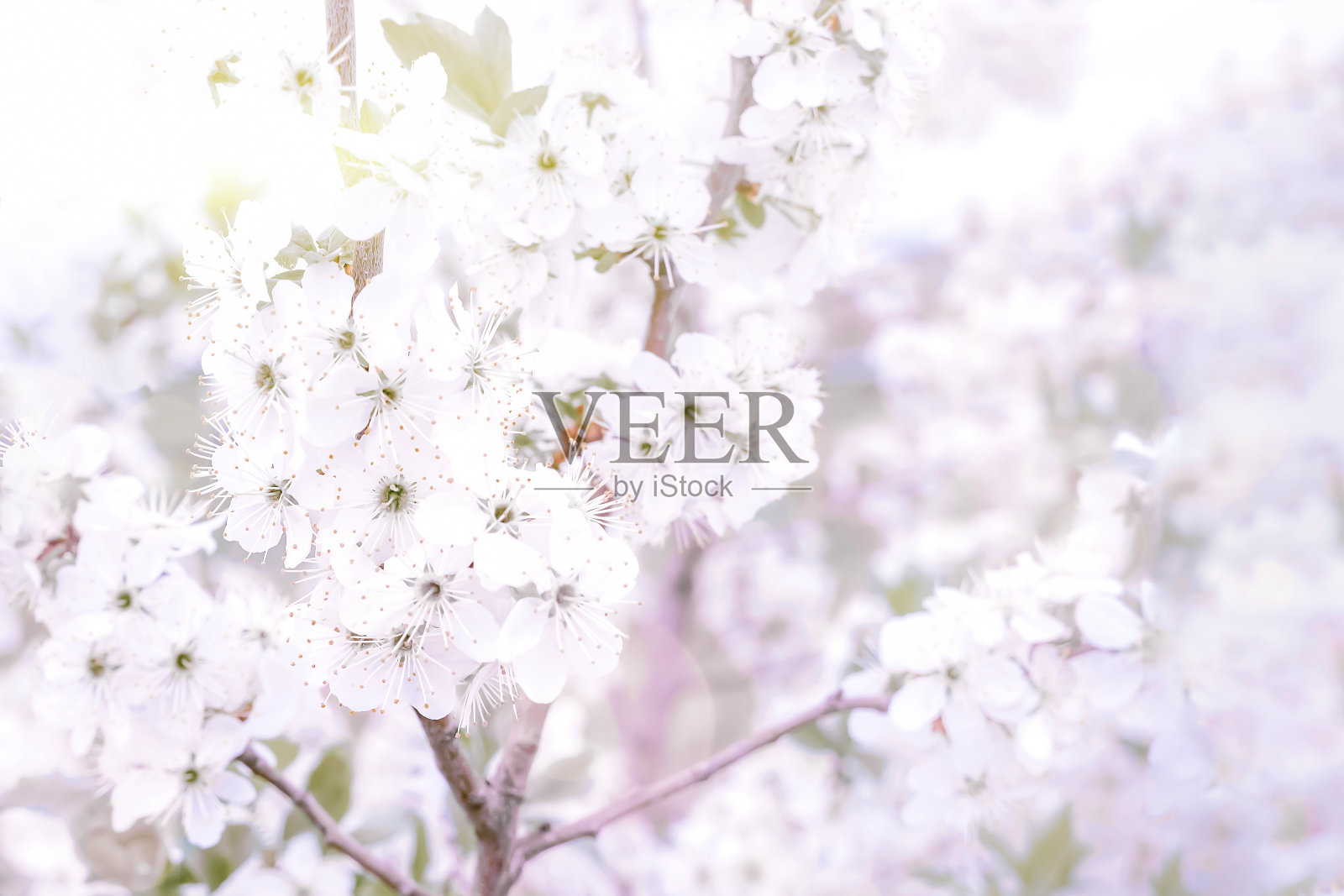 樱花在春天盛开。白色的樱花盛开在樱桃树的树枝上，变成了一种精致的粉红色。景深小。照片摄影图片