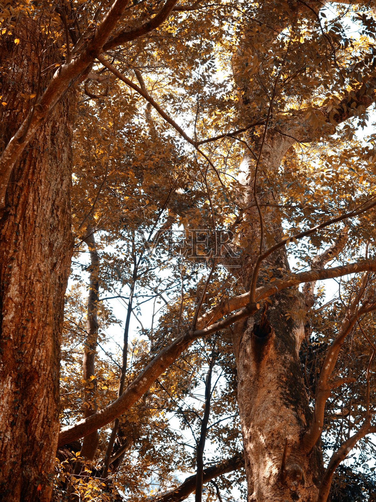 枯萎的黄金照片摄影图片
