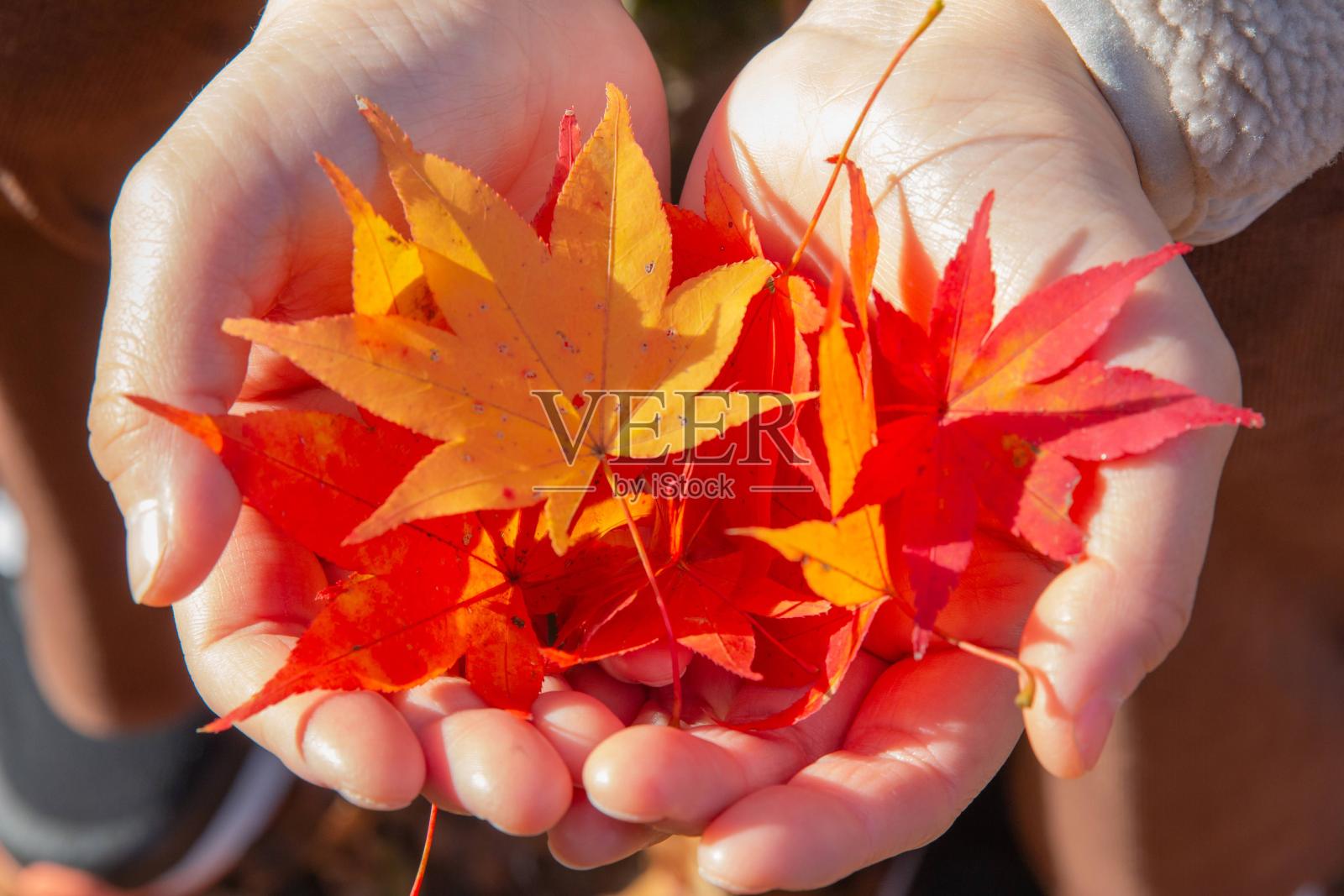 秋叶满双手照片摄影图片