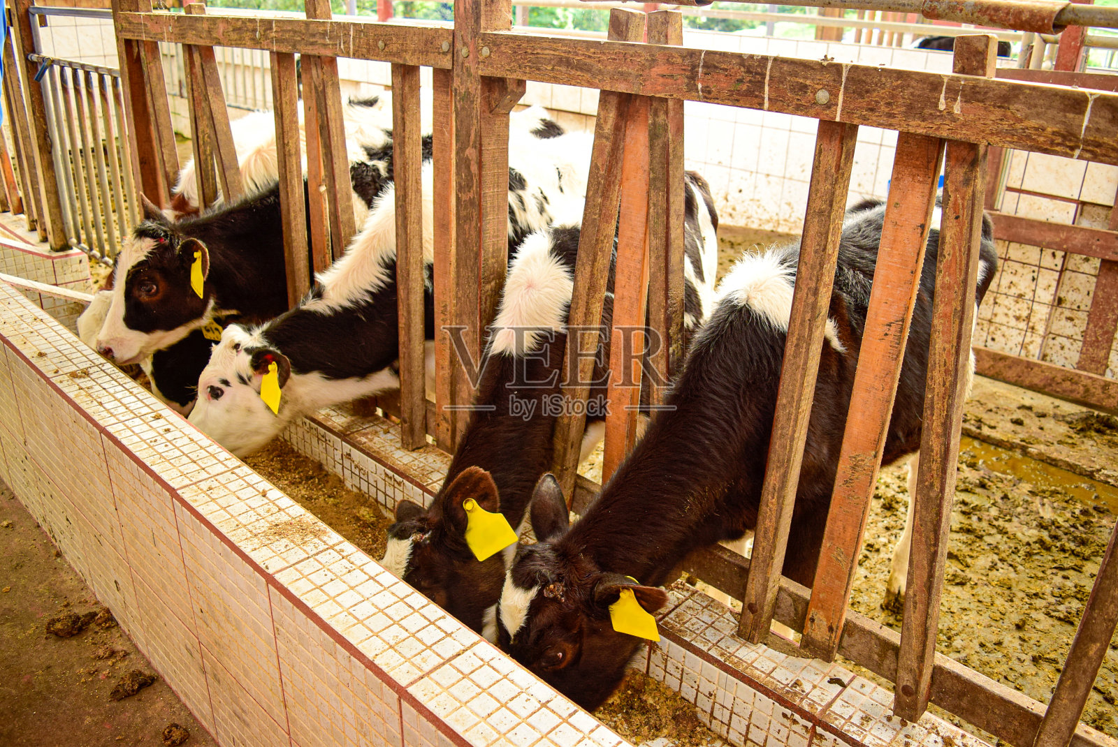 哥斯达黎加Poas火山国家公园的奶牛场照片摄影图片