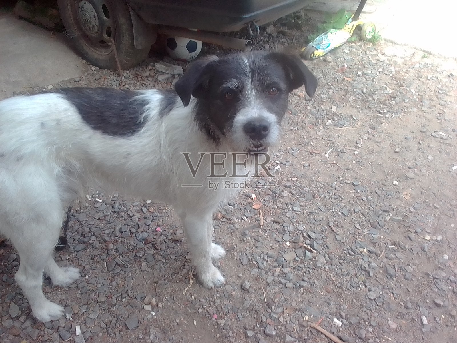 房子里的玩偶照片摄影图片