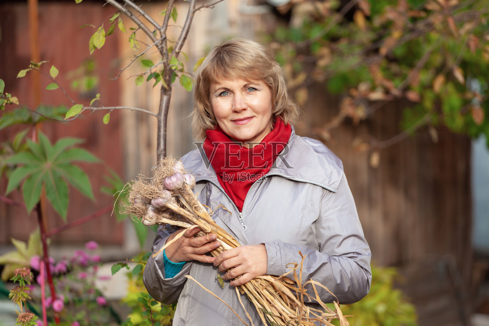 一个女人在秋天的花园里收割和清理垃圾。照片摄影图片