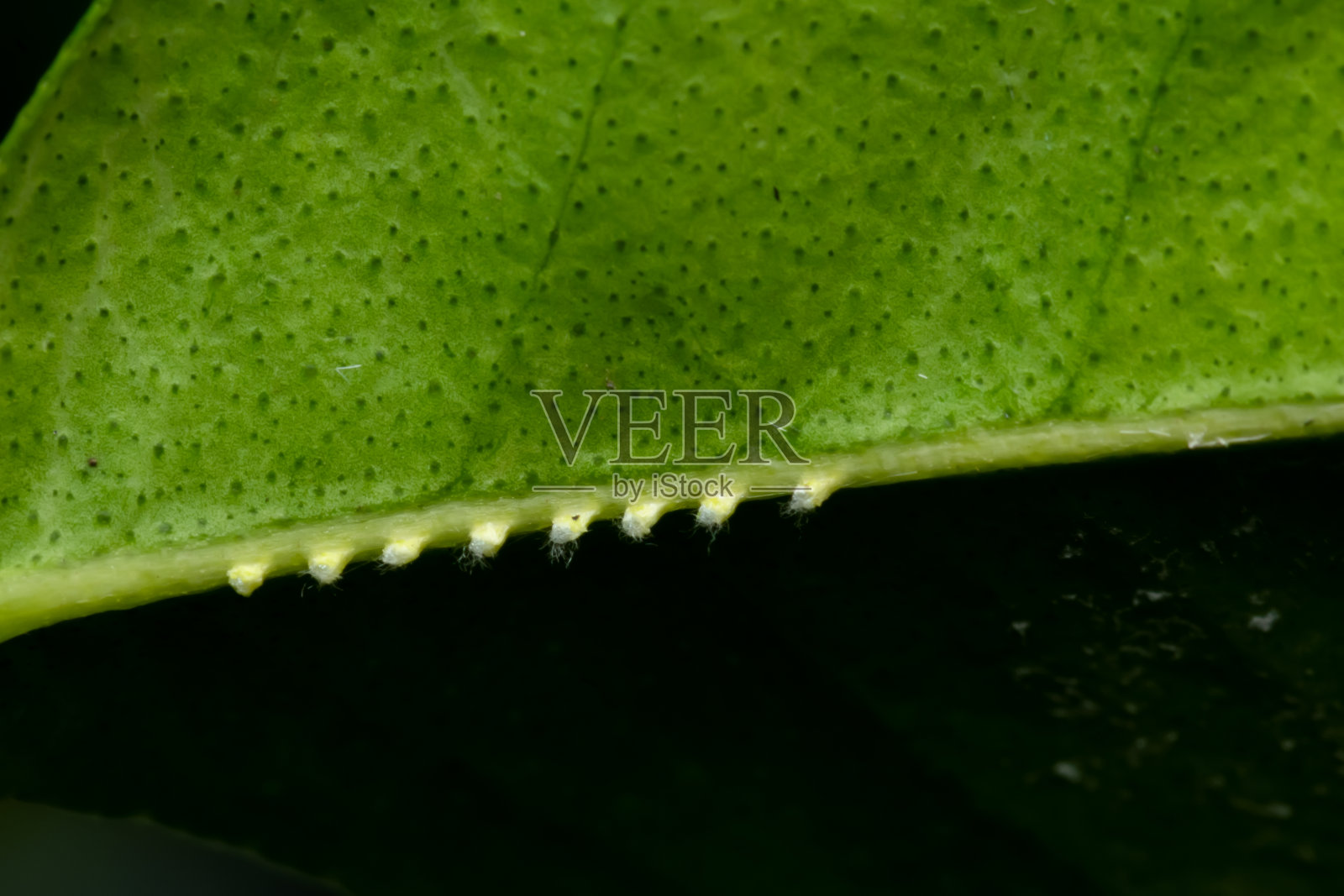 百香藤的蛋放在酸橙叶的叶子下。它是一种严重危害柠檬作物的吸吮害虫，严重影响柠檬果实的生产。选择性集中使用照片摄影图片