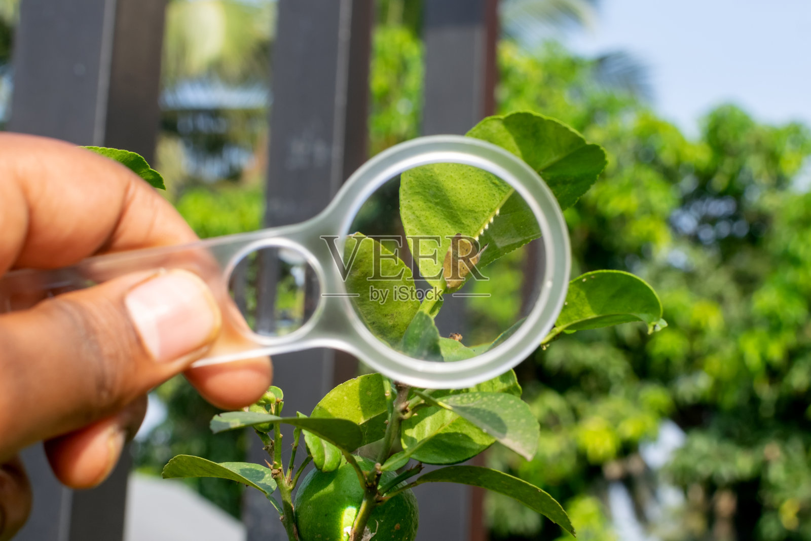 百香藤在酸石灰植物上产卵，观察者通过放大镜观察这种严重的农业水果作物害虫。使用选择性的焦点。照片摄影图片