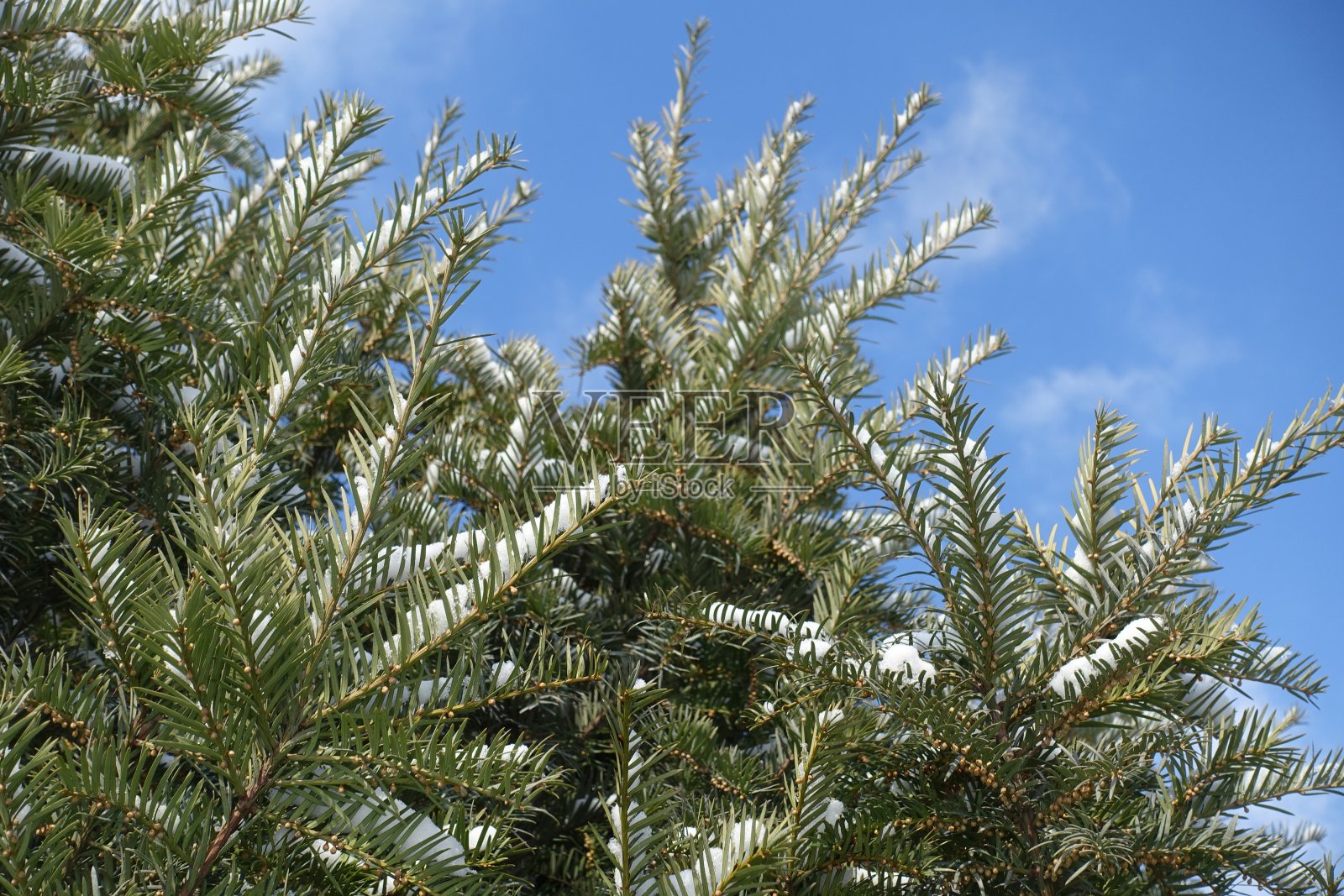 2月中旬，蓝色的天空和带有未成熟雄球果的红豆杉枝条被雪覆盖照片摄影图片