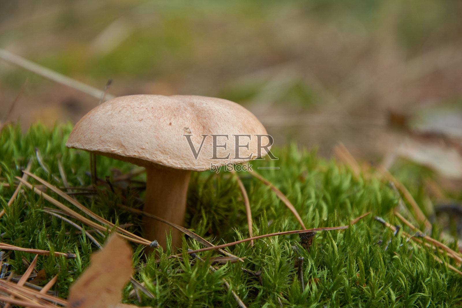 牛乳蘑菇，也被称为泽西牛蘑菇或牛蘑菇照片摄影图片