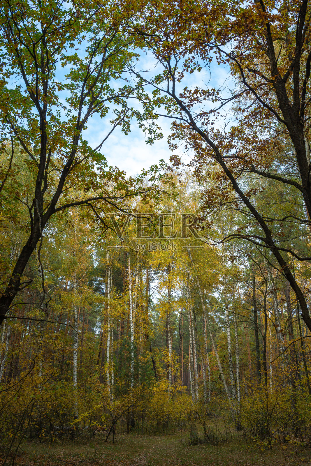 落在落叶林中照片摄影图片